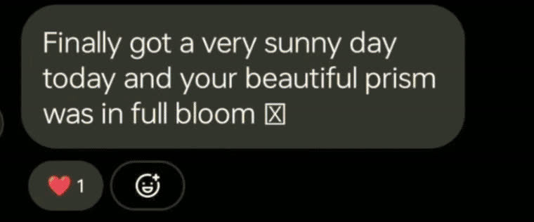 Customer message: finally got a very sunny day today and your beautiful prism was in full bloom